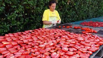 Pomodoro San Marzano day, giù mani da simbolo made in Campania Pomodoro San Marzano day, giù mani da simbolo made in Campania