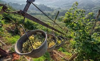 Montelvini, Asolo prosecco Docg conquista patria dello champagne Montelvini, Asolo prosecco Docg conquista patria dello champagne