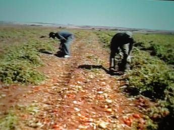Agricultural workers should get fair pay - Pope Agricultural workers should get fair pay - Pope