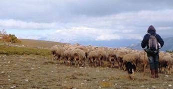 Il pastore e allevatore abruzzese: Solidarietà ai colleghi della Sardegna Il pastore e allevatore abruzzese: Solidarietà ai colleghi della Sardegna