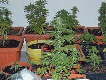 Palermo, coltiva marijuana sul balcone mentre è ai domiciliari: arrestato Palermo, coltiva marijuana sul balcone mentre è ai domiciliari: arrestato