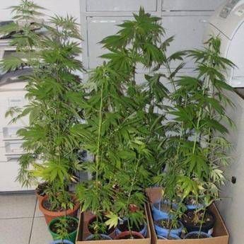 La Gdf scopre 22 piante marijuana coltivate sul balcone o cresciute nei campi al posto dei fiori La Gdf scopre 22 piante marijuana coltivate sul balcone o cresciute nei campi al posto dei fiori