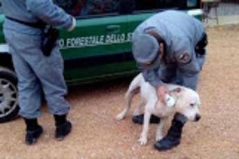 Combattimenti tra dogo argentini e cinghiali: 10 a giudizio Combattimenti tra dogo argentini e cinghiali: 10 a giudizio