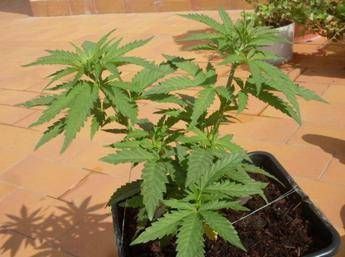 Sostituiscono piante di fiori con marijuana, due denunce nel pavese Sostituiscono piante di fiori con marijuana, due denunce nel pavese