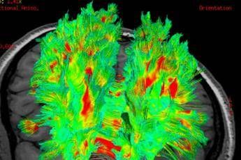 Scoperta 'culla' per le sinapsi Scoperta 'culla' per le sinapsi