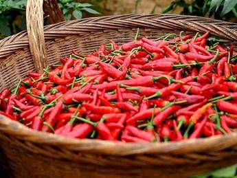 Peperoncini salva-linea, fanno sentire sazi e così si mangia meno Peperoncini salva-linea, fanno sentire sazi e così si mangia meno