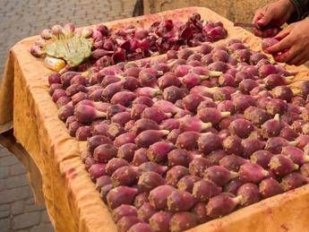 Dal fico d'India al mangime di qualità, premiati a Expo cinque progetti innovativi Dal fico d'India al mangime di qualità, premiati a Expo cinque progetti innovativi