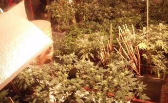 Vicenza, casa a tre piani trasformata in una serra di marijuana Vicenza, casa a tre piani trasformata in una serra di marijuana