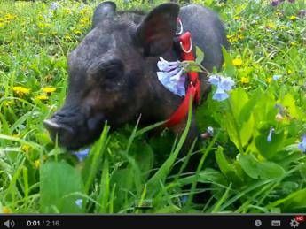 Ninna nanna per il maialino malato Bentley e lui si salva. Se la pet therapy è al contrario /Video Ninna nanna per il maialino malato Bentley e lui si salva. Se la pet therapy è al contrario /Video