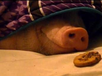 Maiale a letto fa colazione con un biscotto. E poi fa anche il bis /Video Maiale a letto fa colazione con un biscotto. E poi fa anche il bis /Video