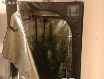 Roma, in casa una serra per la marijuana: arrestato Roma, in casa una serra per la marijuana: arrestato
