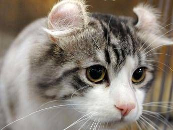 Guardare Video Di Gatti Sul Pc In Ufficio Fa Bene Anche Al Lavoro