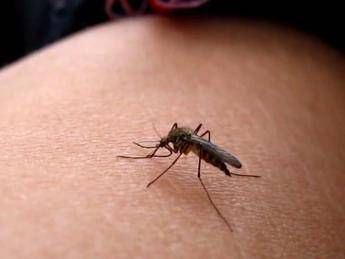 L'autunno non ferma le zanzare, è boom in città. L'esperto: Assopite ma attive L'autunno non ferma le zanzare, è boom in città. L'esperto: Assopite ma attive