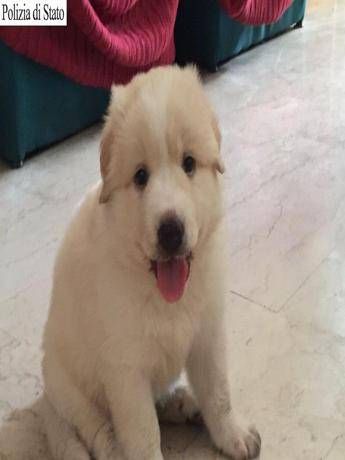 Animali Ruba Tre Cuccioli Di Pastore Dei Pirenei Denunciato