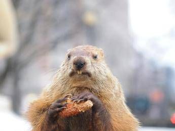 Ok alla caccia alle marmotte in Alto Adige, è polemica con gli animalisti Ok alla caccia alle marmotte in Alto Adige, è polemica con gli animalisti