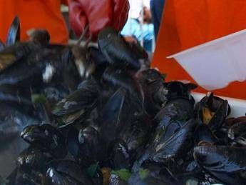 Greenpeace: In nostri piatti cozze raccolte su piattaforme offshore, quali garanzie? Greenpeace: In nostri piatti cozze raccolte su piattaforme offshore, quali garanzie?