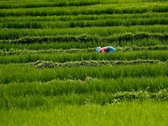 Agricoltura e crisi climatica, l'agroecologia 'alternativa sostenibile' Agricoltura e crisi climatica, l'agroecologia 'alternativa sostenibile'