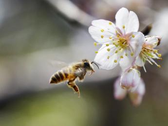 #Efsa4Bees, un sito per la salute delle api #Efsa4Bees, un sito per la salute delle api
