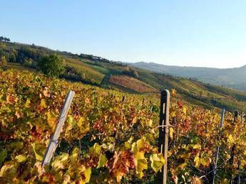 Boom del vino bio, in due anni raddoppiati consumatori in Italia Boom del vino bio, in due anni raddoppiati consumatori in Italia