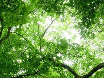 Cresce la Priceless Planet Coalition, insieme per salvare il Pianeta Cresce la Priceless Planet Coalition, insieme per salvare il Pianeta