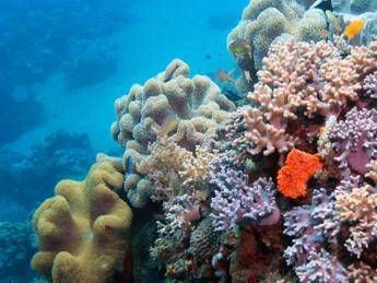 39 milioni per salvare la Grande Barriera Corallina 39 milioni per salvare la Grande Barriera Corallina