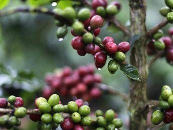 Tazzina doc, sensori hi-tech per annusare il caffè Tazzina doc, sensori hi-tech per annusare il caffè
