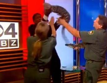Giornalista 'litiga' con un baby alligatore in diretta tv /Video Giornalista 'litiga' con un baby alligatore in diretta tv /Video