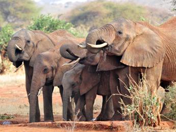 350 elefanti morti, strage misteriosa in Botswana