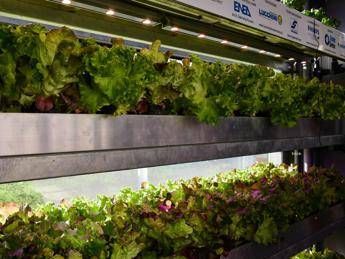 Agricoltura green, cibo sano e pulito con il Vertical Farming Agricoltura green, cibo sano e pulito con il Vertical Farming