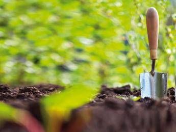 Orti in azienda e agricoltura urbana, nasce Città d'Orti Orti in azienda e agricoltura urbana, nasce Città d'Orti