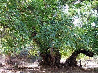 Frutti antichi e preziosi, Cnr svela tutta la storia del noce Frutti antichi e preziosi, Cnr svela tutta la storia del noce