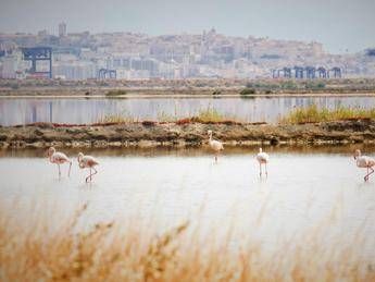 Sito industriale e oasi, viaggio nelle storiche Saline Conti Vecchi Sito industriale e oasi, viaggio nelle storiche Saline Conti Vecchi