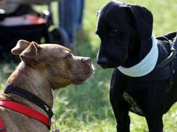 AnimalHelp, Legambiente presenta il sito dedicato agli animali AnimalHelp, Legambiente presenta il sito dedicato agli animali