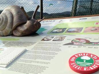 Al via 'Salviamo le chiocciole d'Italia', progetto triennale di conservazione Al via 'Salviamo le chiocciole d'Italia', progetto triennale di conservazione