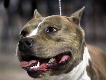 Tagliava orecchie ai pitbull, medico denunciato a Firenze Tagliava orecchie ai pitbull, medico denunciato a Firenze