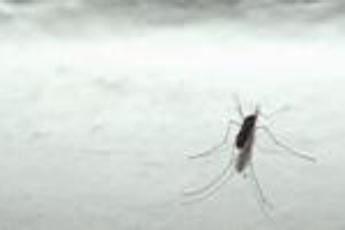 Arriva l'Atlante cellulare della malaria, rivoluzione cure