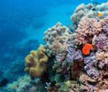 Australia, appello agli scienziati: Salvate la Grande Barriera Corallina Australia, appello agli scienziati: Salvate la Grande Barriera Corallina