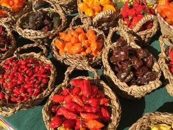 Frutti Antichi d'autunno, rassegna di piante e fiori dimenticati Frutti Antichi d'autunno, rassegna di piante e fiori dimenticati
