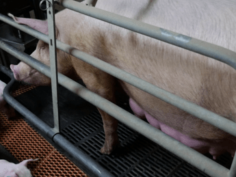 Al via 'End the Cage Age', per dire stop a gabbie Al via 'End the Cage Age', per dire stop a gabbie