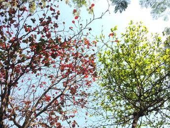 A Ecomondo protagoniste le foreste di oggi e domani A Ecomondo protagoniste le foreste di oggi e domani