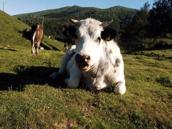 Mucche stressate dall'afa, -10% di latte