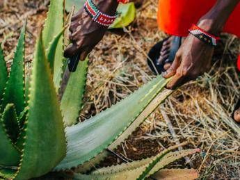 Source to Skin, Lush racconta il viaggio dell'aloe dal Kenya Source to Skin, Lush racconta il viaggio dell'aloe dal Kenya