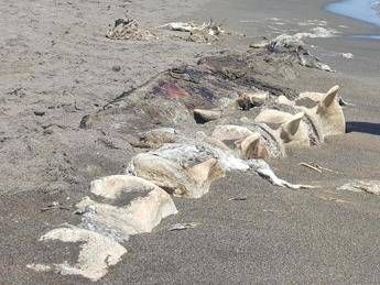 Trovata in Toscana carcassa di cetaceo spiaggiato Trovata in Toscana carcassa di cetaceo spiaggiato