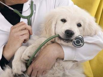 Cani e gatti, 1,7 mln di italiani hanno assicurato il proprio pet Cani e gatti, 1,7 mln di italiani hanno assicurato il proprio pet