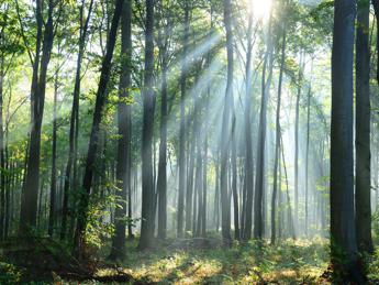 Clima, non bastano gli alberi, servono le foreste naturali