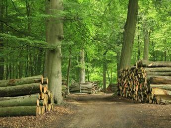 Calore dal legno, quando il riscaldamento è green Calore dal legno, quando il riscaldamento è green