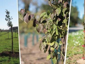 Con Mosaico Verde già 280mila nuovi alberi per foreste e parchi in Italia Con Mosaico Verde già 280mila nuovi alberi per foreste e parchi in Italia