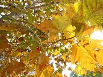 Giornata alberi, parchi assorbono 145 mln t di CO2 all'anno Giornata alberi, parchi assorbono 145 mln t di CO2 all'anno