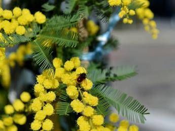 'Inverno anomalo', città inquinate e mimose già in fiore 'Inverno anomalo', città inquinate e mimose già in fiore