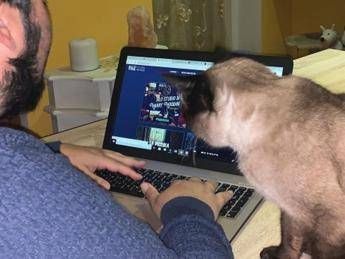 Un gioco per 'uscire' con la mente, 'Escape Home', protagonista un gatto Un gioco per 'uscire' con la mente, 'Escape Home', protagonista un gatto